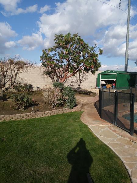 tree