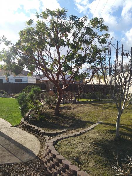 tree
