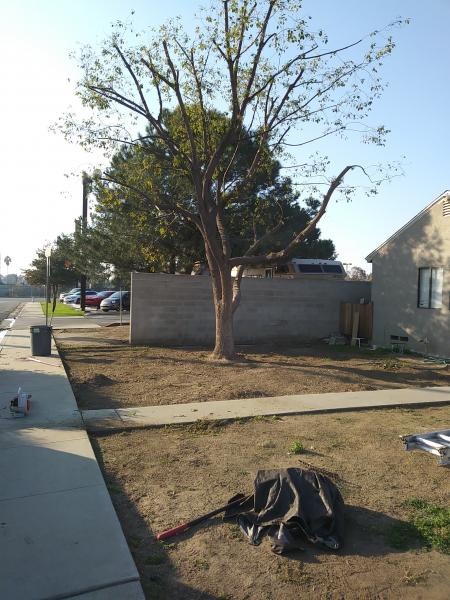 tree