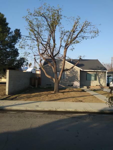 tree