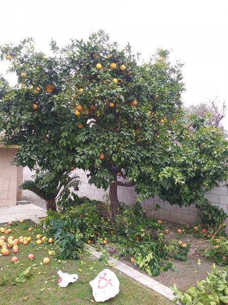 tree