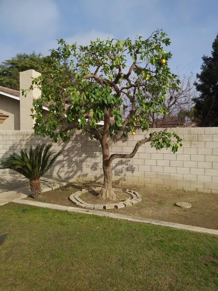 tree