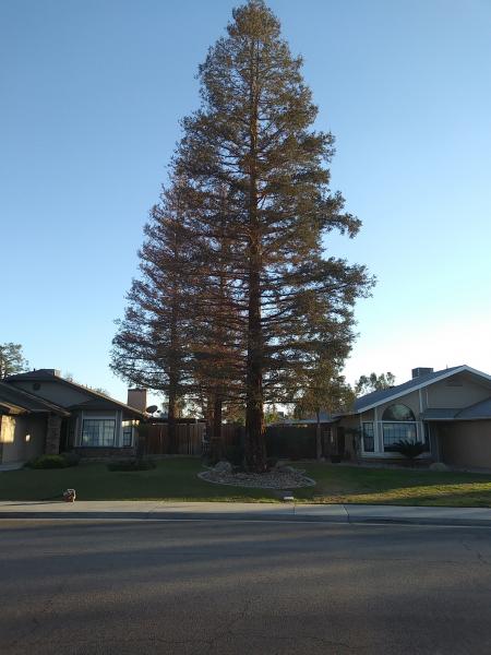 tree
