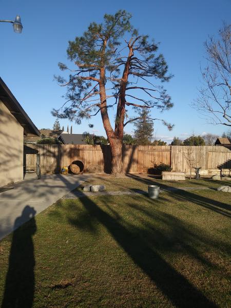 tree