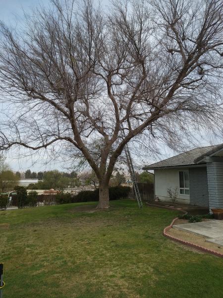 tree