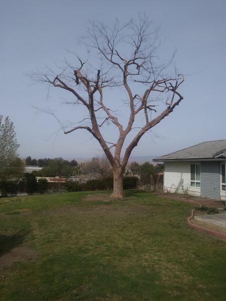 tree
