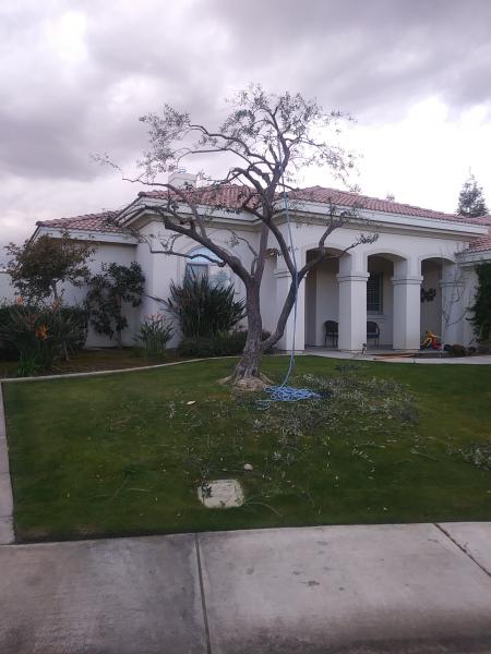 tree
