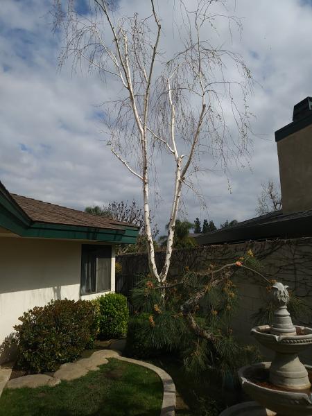 tree