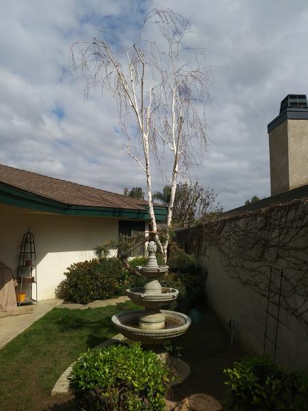 tree