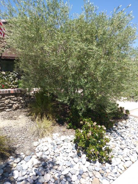 tree