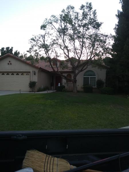 tree