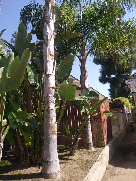 tree