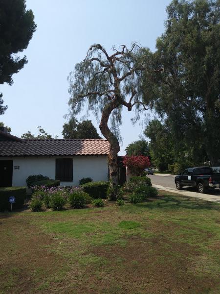 tree