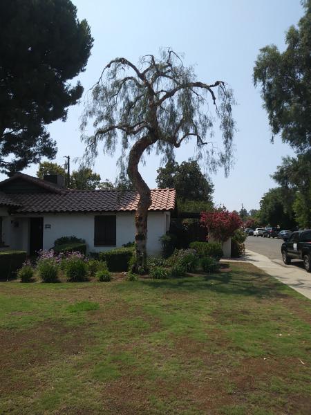 tree