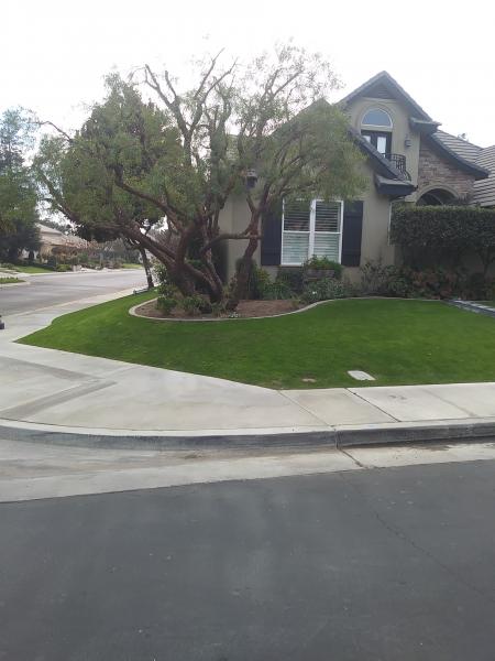 tree