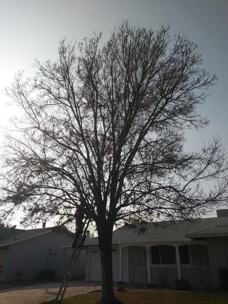 tree
