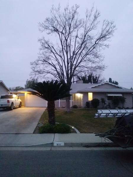 tree