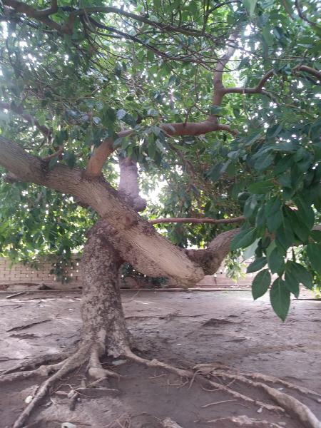 tree