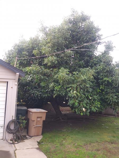 tree