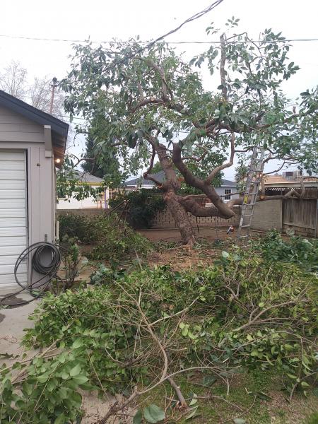 tree