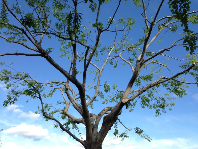 tree