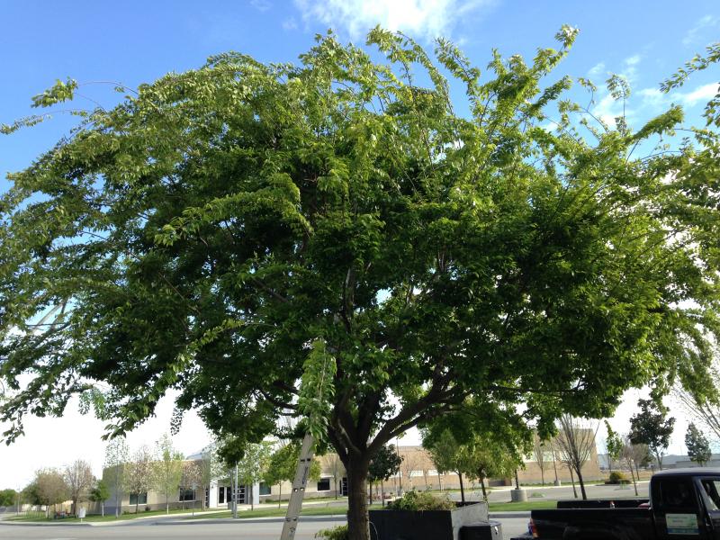 tree