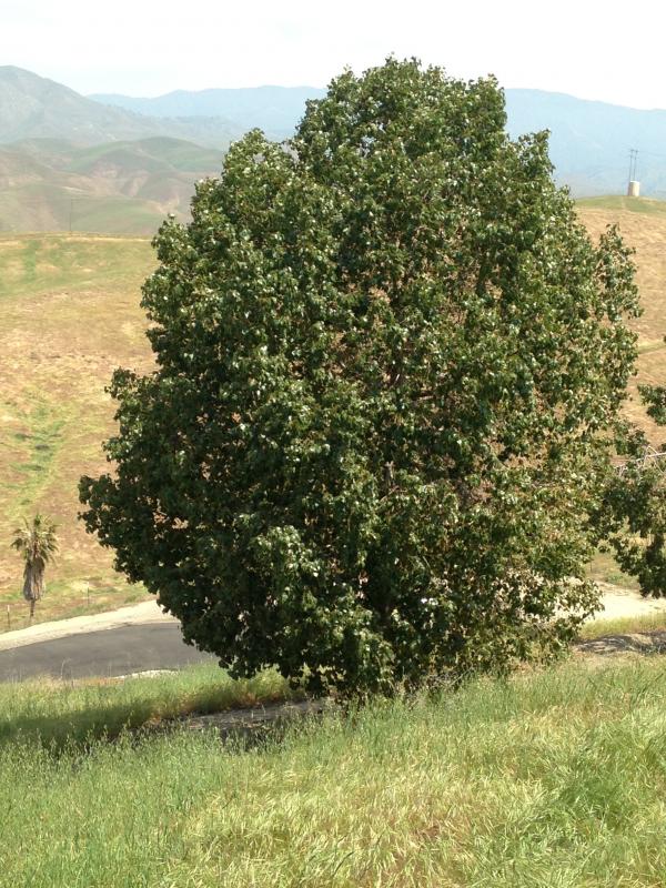 tree