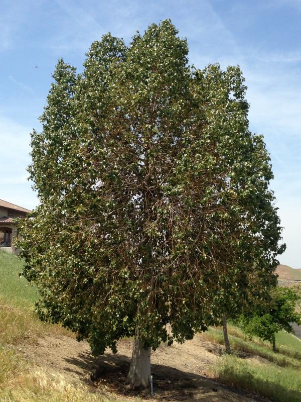 tree