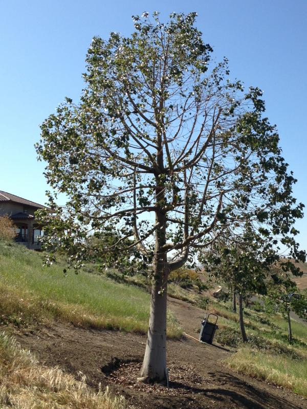 tree