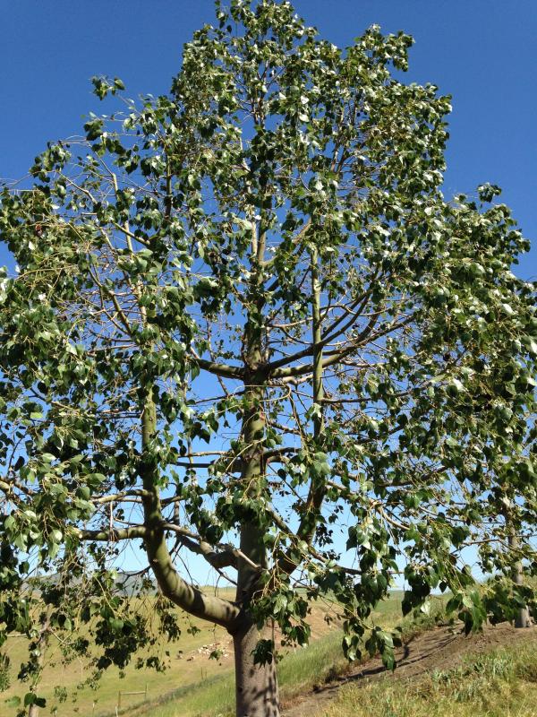 tree