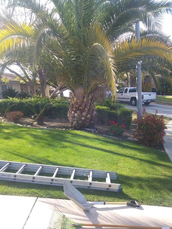 tree