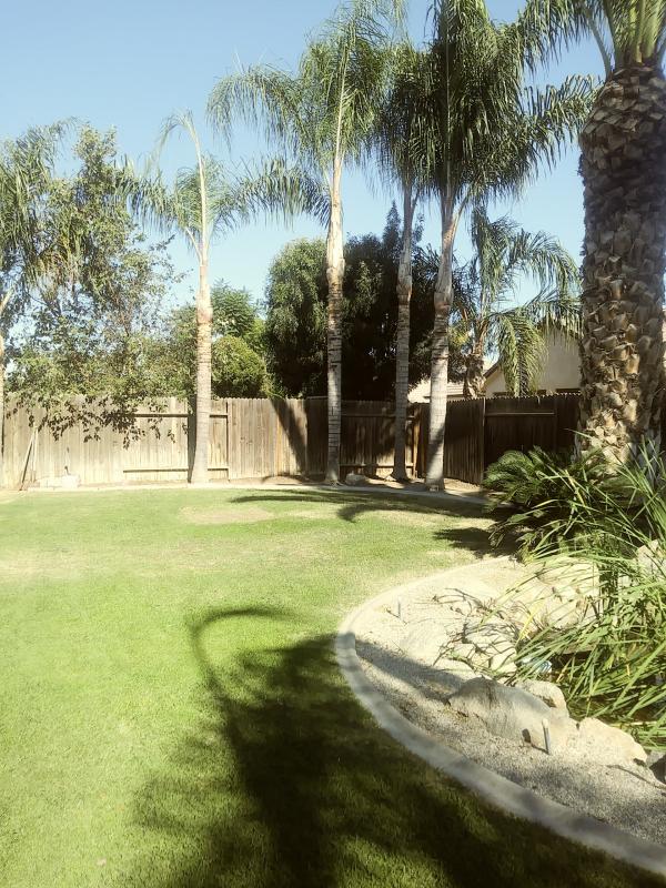 tree