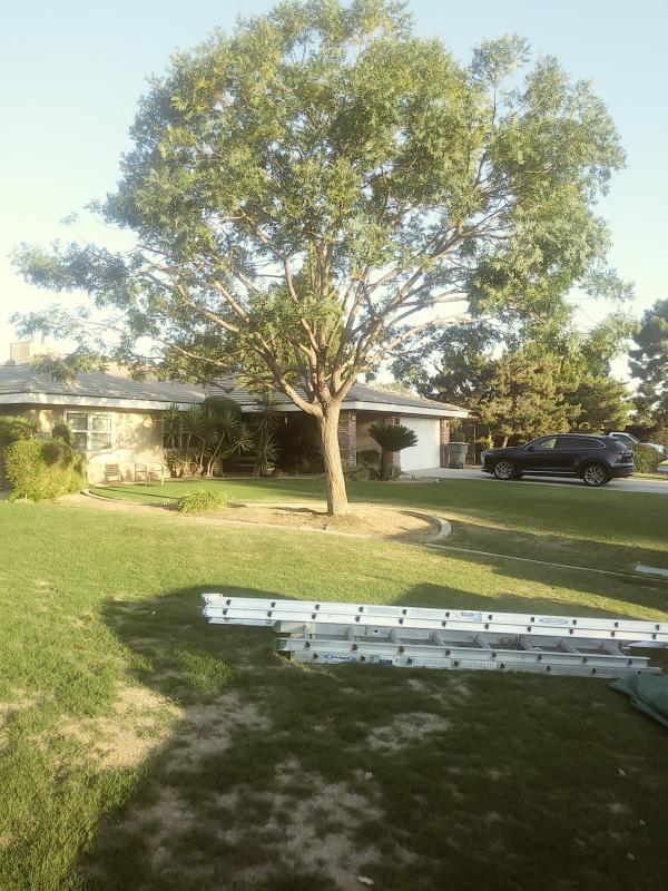 tree