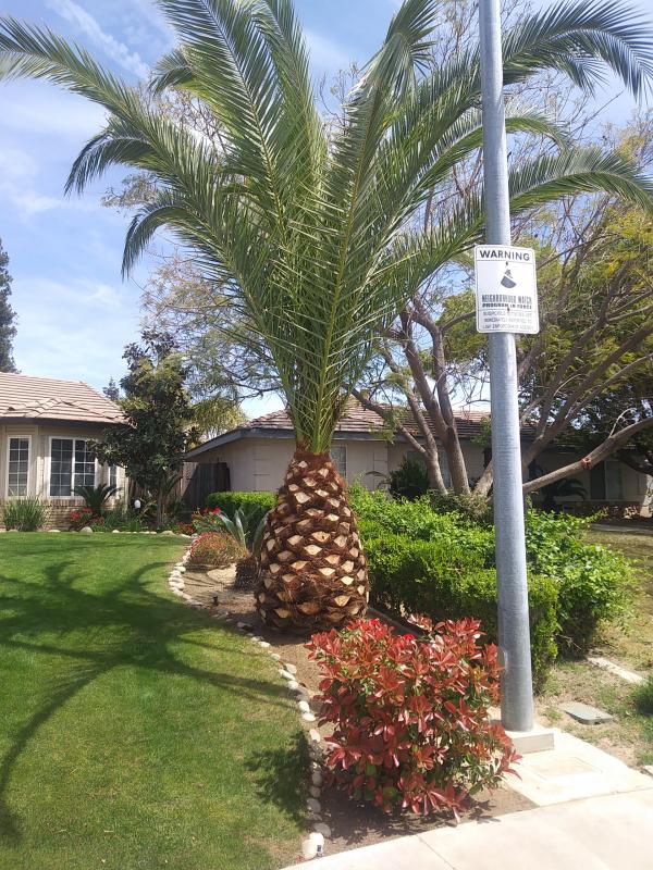 tree