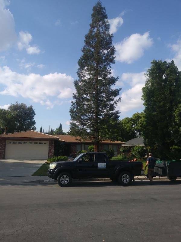tree