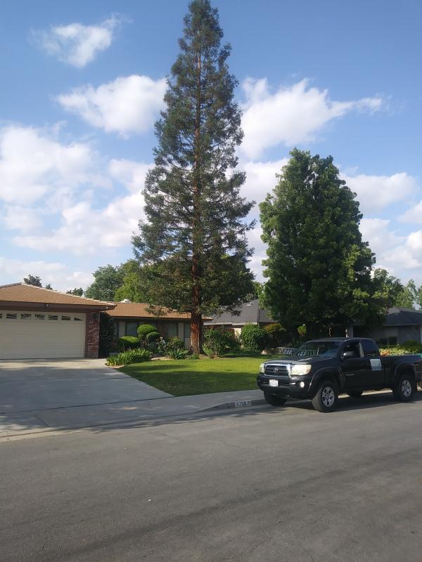 tree