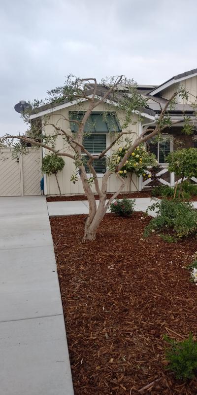 tree