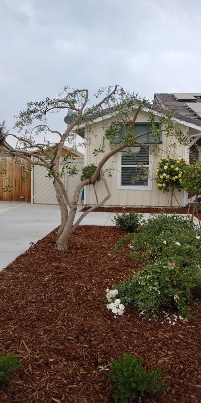 tree