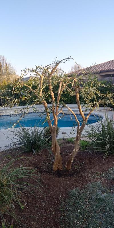 tree