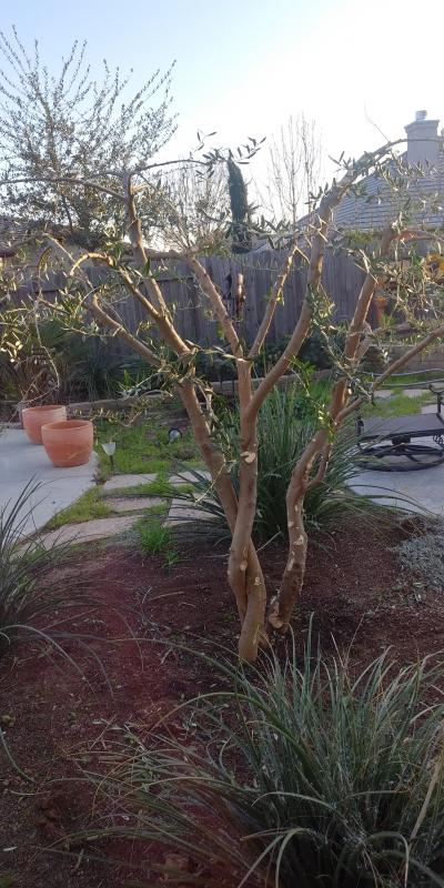 tree