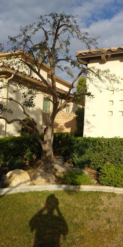 tree