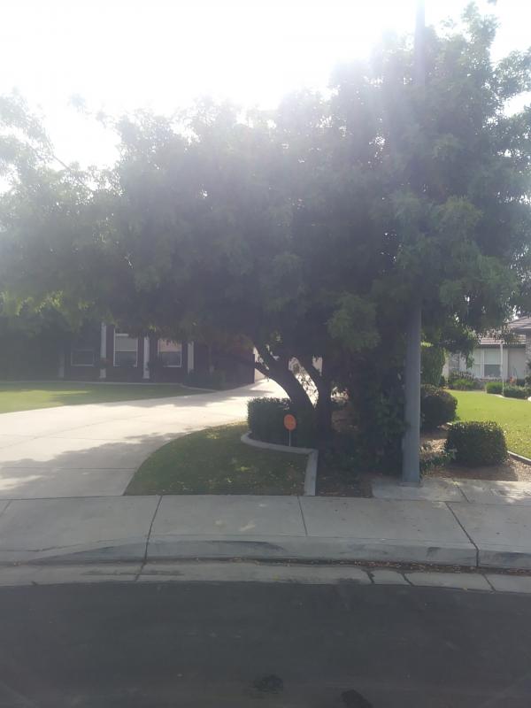 tree