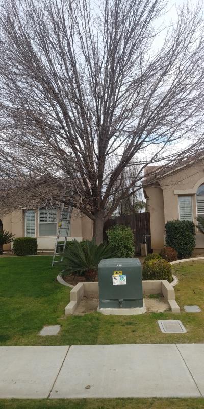 tree