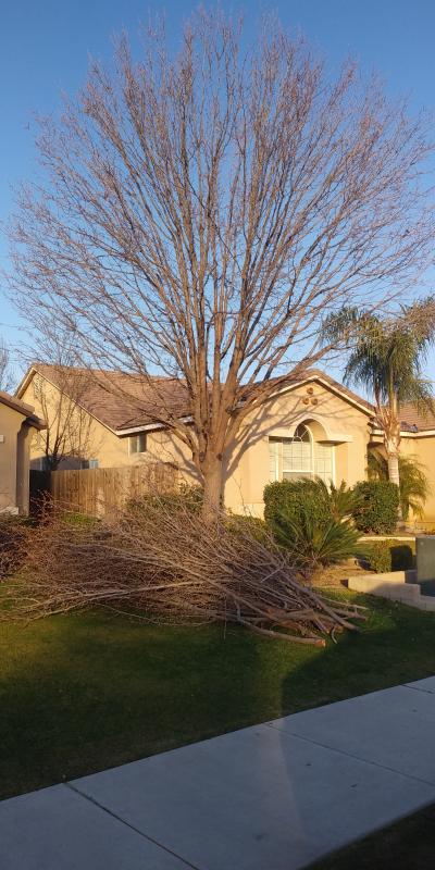 tree