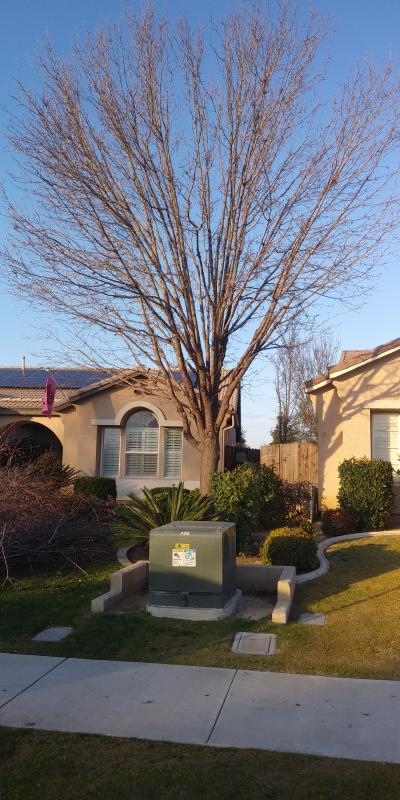 tree