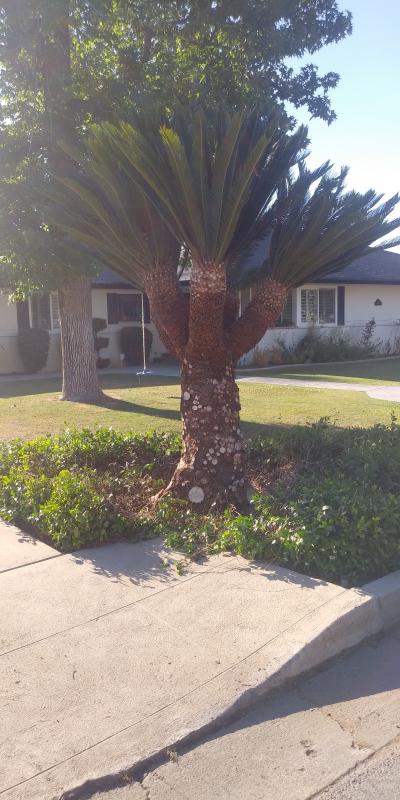 tree