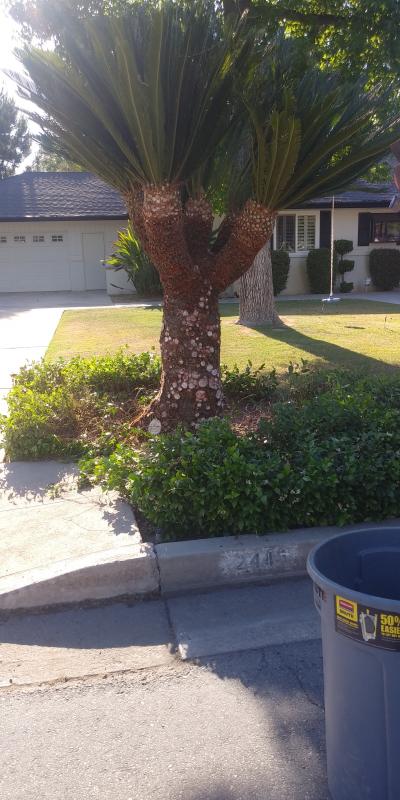 tree