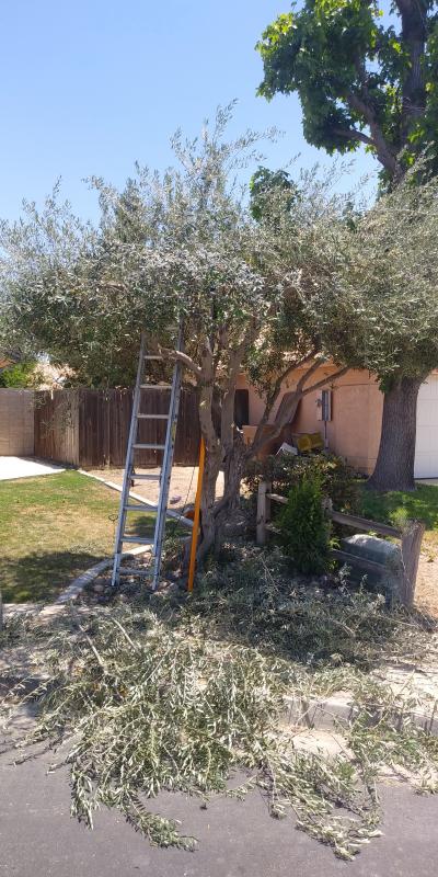 tree