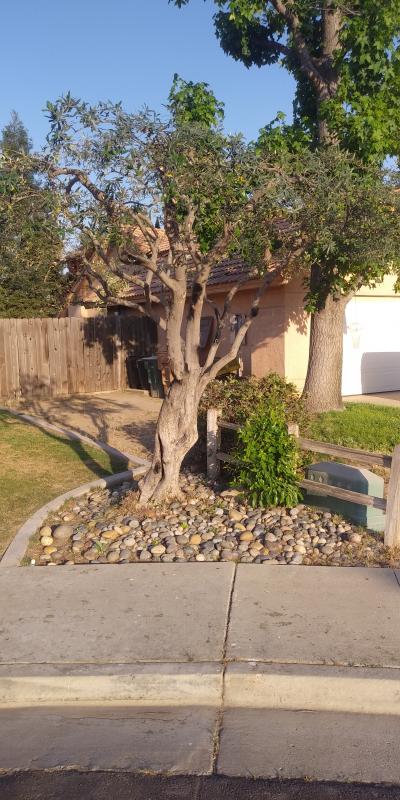 tree