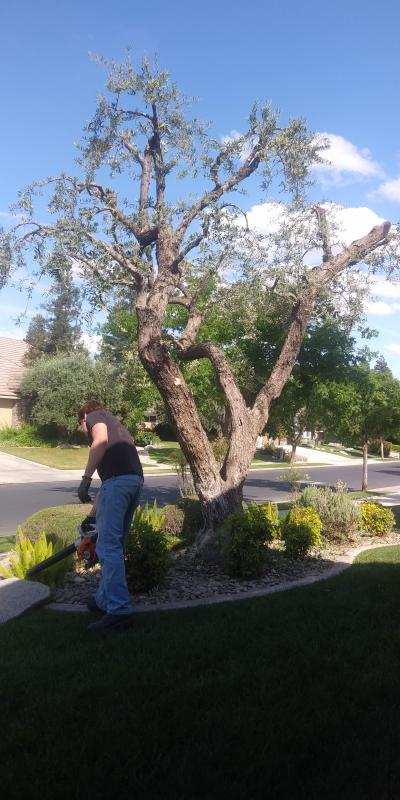 tree